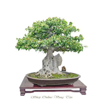 cay-canh-bonsai-da-la-don