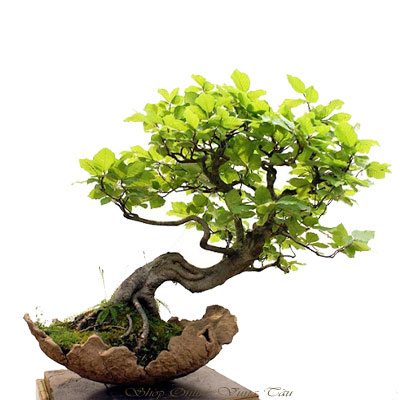 cay-bonsai-dang-hoanh